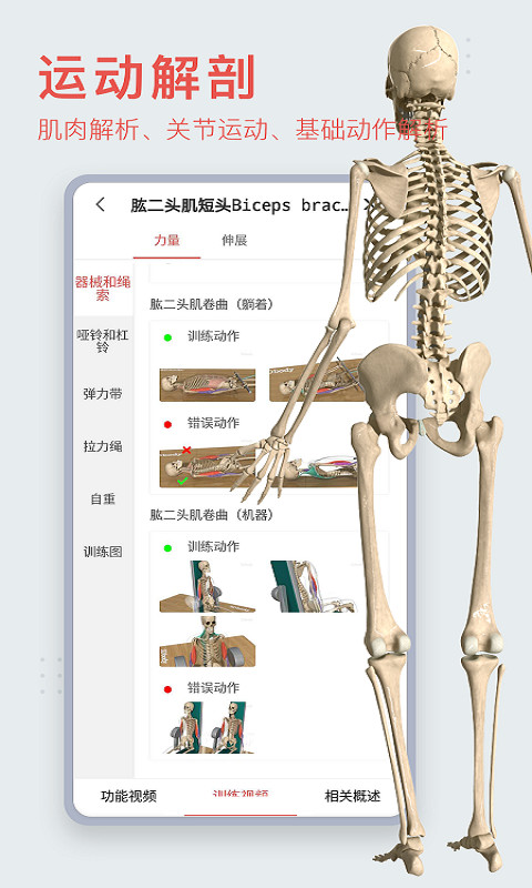 骨骼动画制作软件分享下载 能够制作骨骼动画的软件有哪几款截图