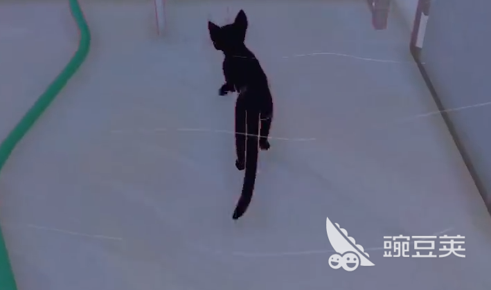 小猫咪大城市鱼的位置在哪 小猫咪大城市鱼类收集点全教程截图