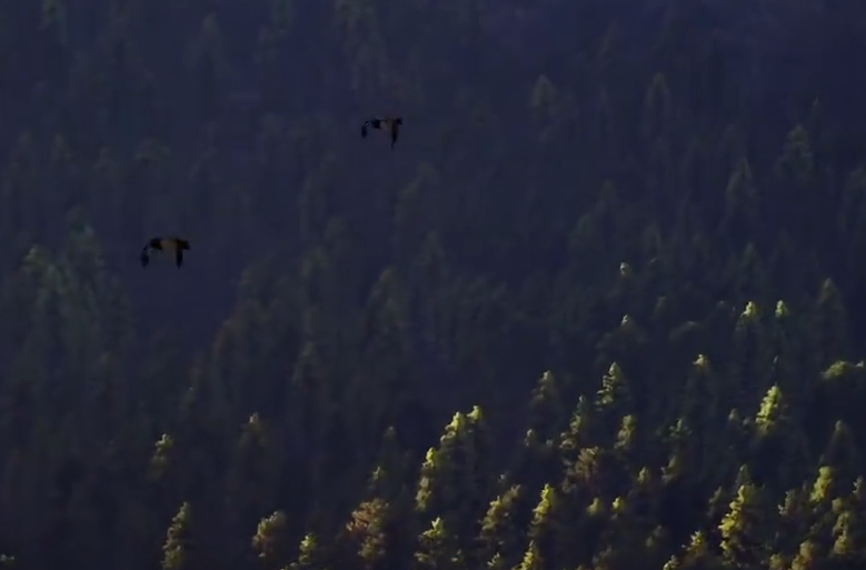 猎人之路钓鱼玩法全解析：探索游戏中的垂钓乐趣与技巧