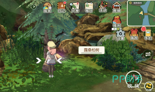 小森生活松树采集实拍图