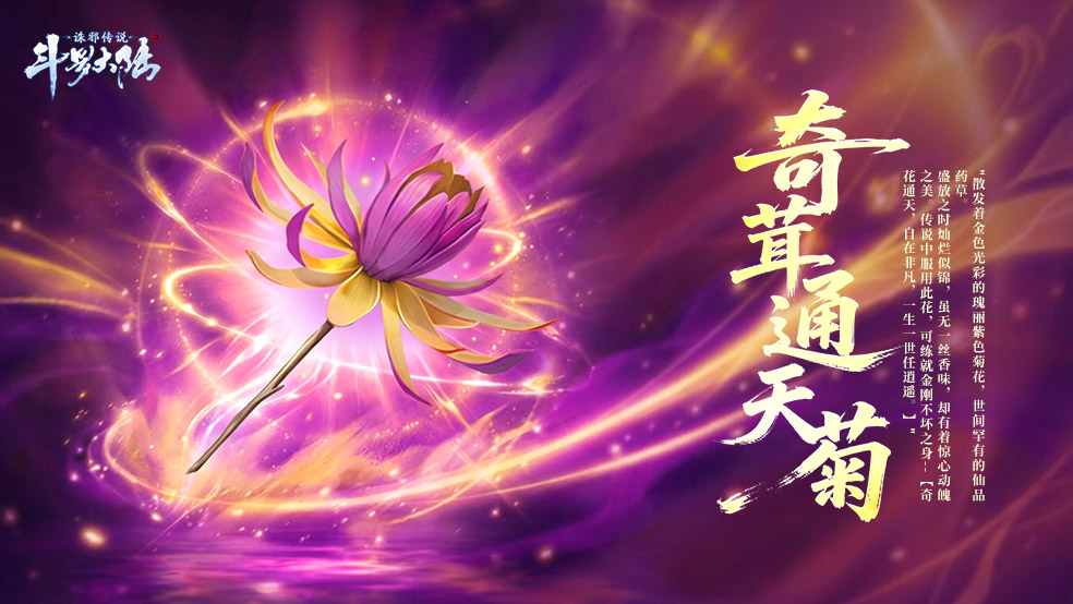 奇茸通天菊实物图