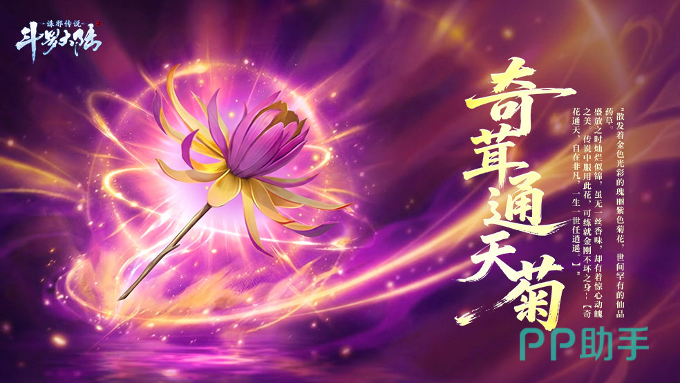 奇茸通天菊实物图