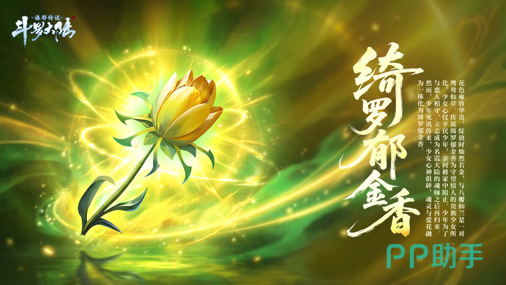 绮罗郁金香特写图