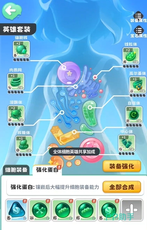 战斗细胞强化蛋白界面示意图