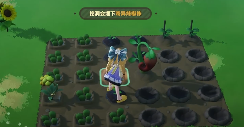 星布谷地丰硕辣椒与奇异辣椒相邻移植效果