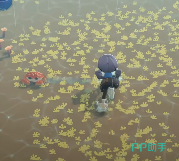 星布谷地寄居蟹在礁石附近活动场景图