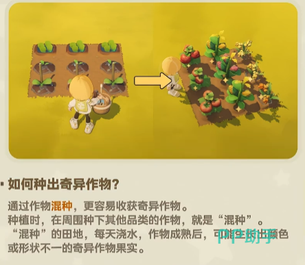 星布谷地奇异作物示意图